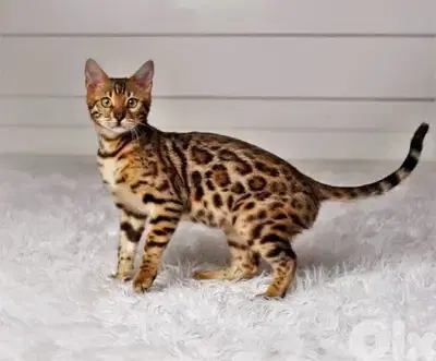 Bengal Kitten Imported
