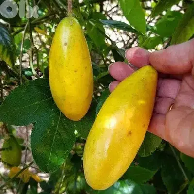 Spanish Banana Passion fruit شتول الباسيفلورا بانانا الإسباني؛