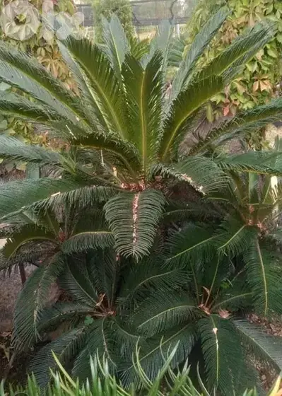 cycas plant