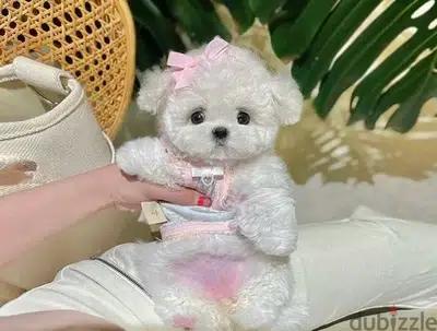 BICHON MALTAIS MALTIPOO dogs available females & males SPECIAL PRICES