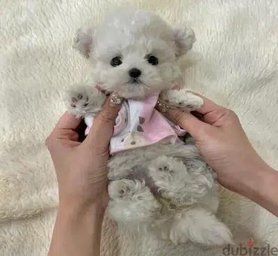BICHON DOGS and MALTIPOO available SPECIAL OFFERS VIPpetshop