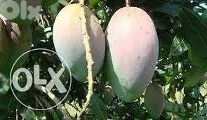 spanish mango/ avocado trees شتول مانغا / أفوكا إسباني