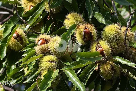 شجر كستناء تركي chestnut turkish
