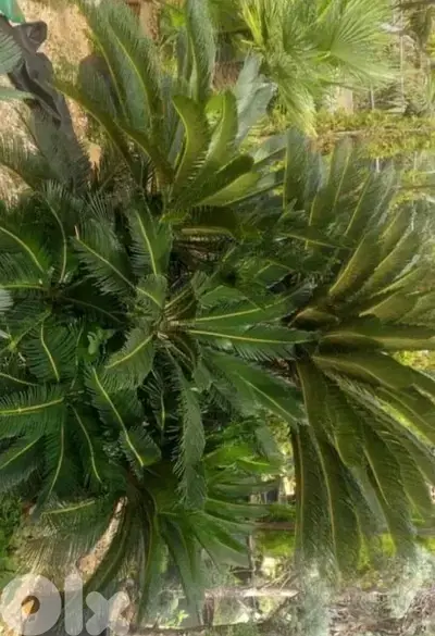cyca plant سيكا