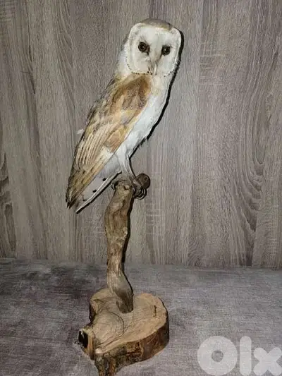 بومة بيضاء