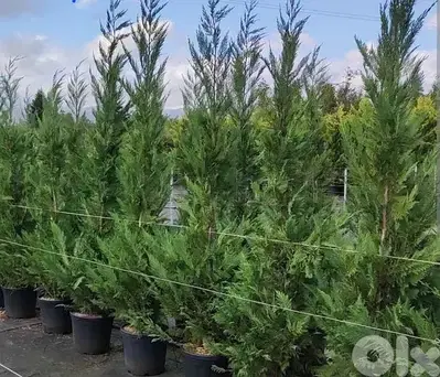 leylandii tree