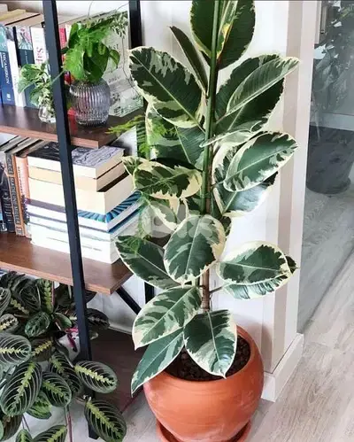 ficus elastica special leaves