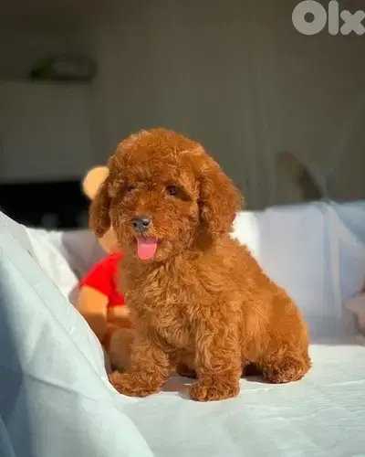 Miniature Poodle imported red brown dog delivery / كلب / كلاب