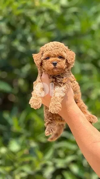 Imported brown Toy Poodle puppy STAYS SMALL Delivery Dog كلاب