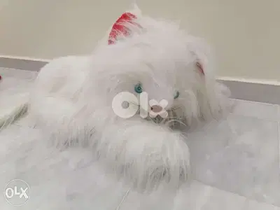 peluche cats peluche cats