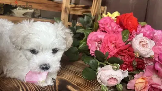 Cutest mini Bichon puppy available in store & Delivery جرو كلب dog