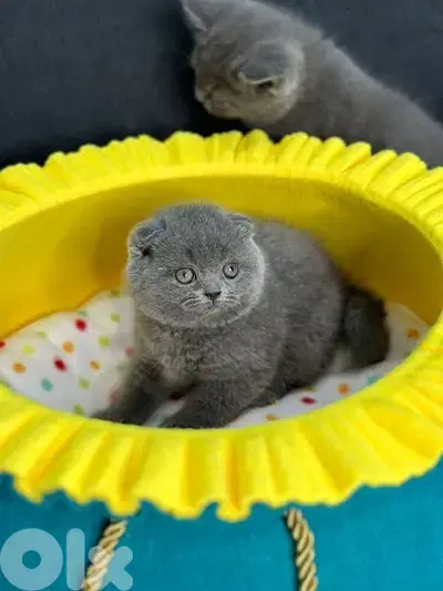 Cutest Scottish Fold kitten pure breed Delivery Cat هرة قطط