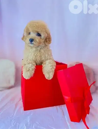 Imported Mini Labradoodle puppy dog كلاب