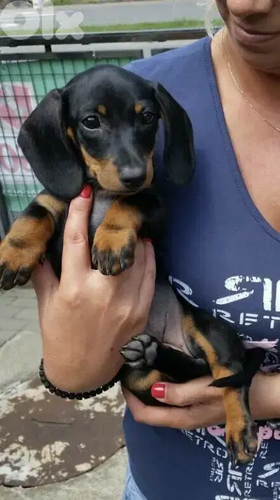 Dachshund Black and Tan Puppies DELIVERY/ Available in Shop/Dog / كلاب