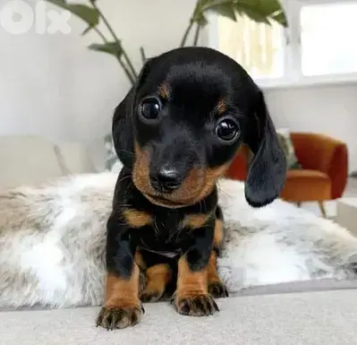 Dachshund Puppies DELIVERY/ Available in Shop/Dog / كلاب