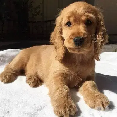 Cocker Spaniel imported Puppy, delivery, dog كلاب