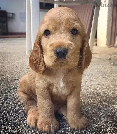 Cocker Spaniel Puppies/ Available in Shop/ Delivery- Dog / كلاب