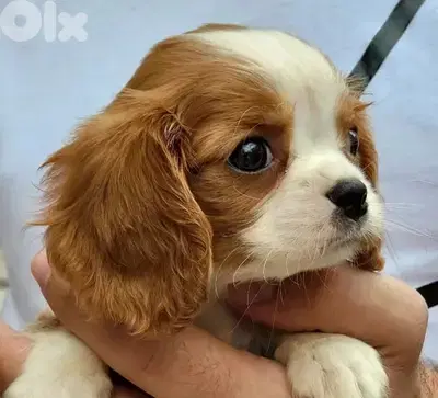 Cavalier King Charles puppy pure breed imported DELIVERY dog كلاب