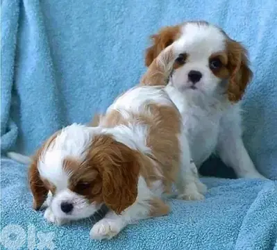 Cavalier King Charles puppy AVAILABLE imported DELIVERY dog كلاب