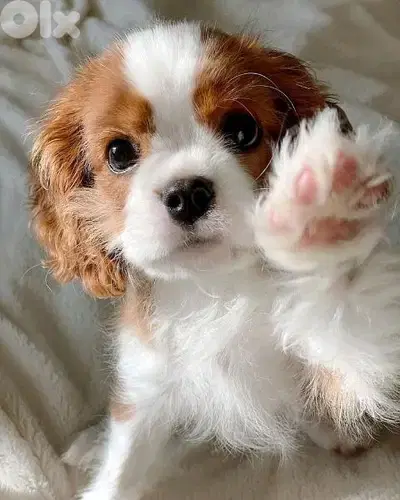 Cavalier King Charles puppies/Imported/Pure breed/dog/كلاب/Delivery
