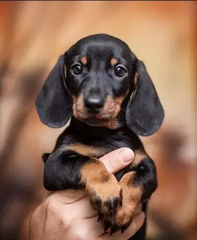 Dachshunds puppies/Imported/High quality/dog/كلاب/Delivery