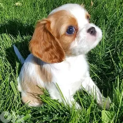 Cavalier King Charles puppy imported Dog Delivery كلاب