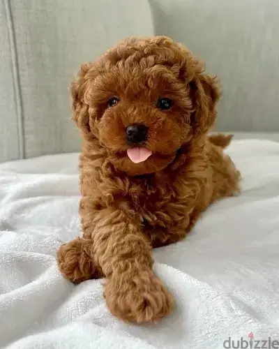 Poodle Puppies Available/Imported/dog/كلاب/High quality