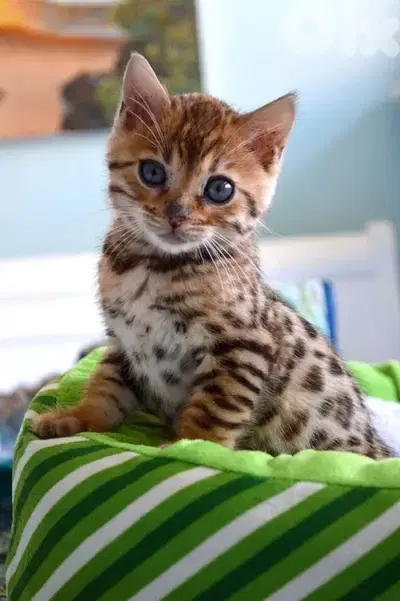 Unique Bengal kitten pure breed Cat قطط