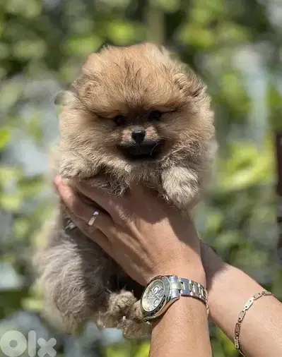 Pomeranian pure breed puppy imported Delivery Dog كلاب