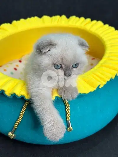 Most loving & attractive Scottish Fold blue point kitten Delivery قطط