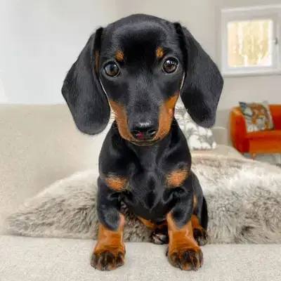 Dachshunds Black & Tan puppies-Imported-Dogكلاب