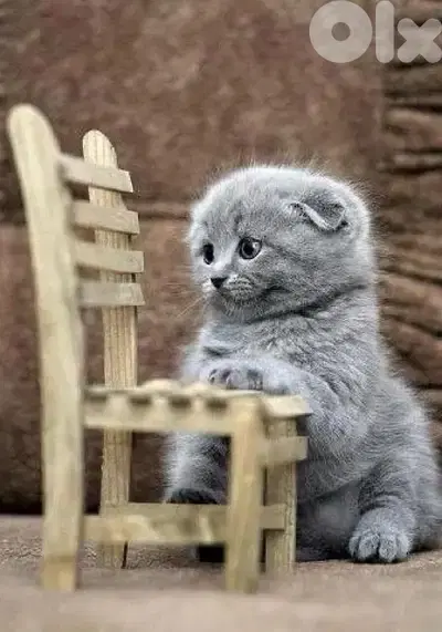 Available now!! Scottish Fold grey kitten! DELIVERY قطط available