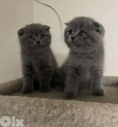 Available now!! High quality breed Scottish Fold grey kitten! قطط هر