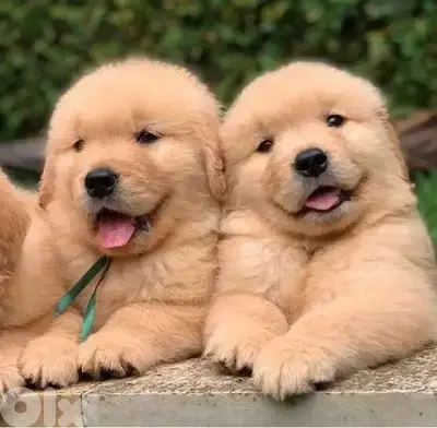 Golden Retriever Puppies Available Pure breed Dog