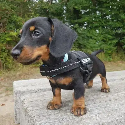 Dushchunds  Black & Tan Puppies Available in Store