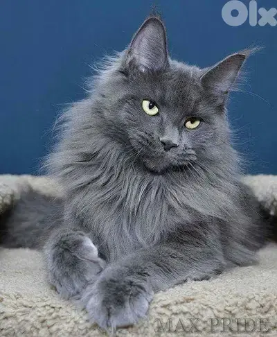 Imported Mainecoon Blue Grey
