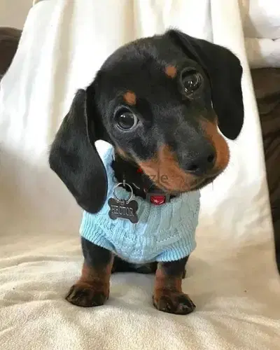 Dachshunds Black & Tan Puppies Available/Dog/كلاب/Imported/Delivery