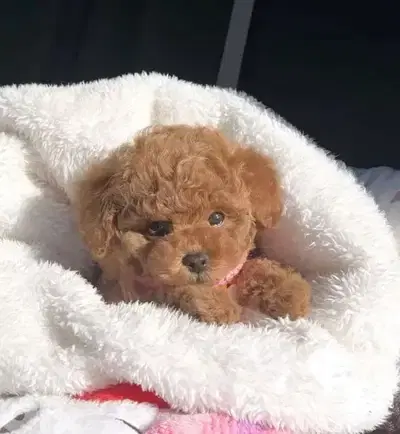 Poodle Puppies Available/High Quality/Dog/كلاب/Delivery