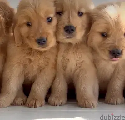 Golden Retriever Brown puppy