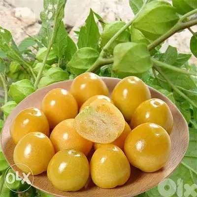 physalis plant/ golden berry التوت الذهبي