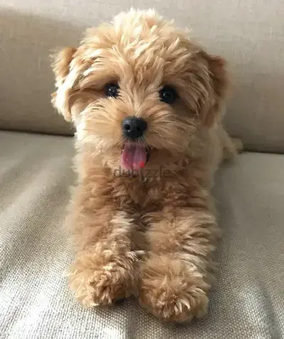 Adorable Maltipoo Puppies Available in Store Small Size Delivery Dog