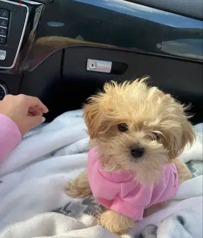 Fluffy Maltipoo Puppies Available Imported High Quality Dog Delivery
