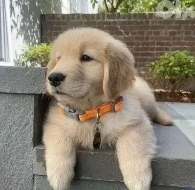 Adorable Golden Retriever Puppies Available on Store Delivery Dog كلاب