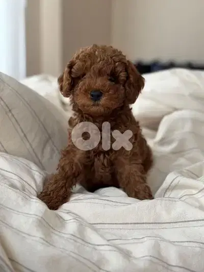Tiny Toy Poodle Puppies Available in Store! dog كلاب