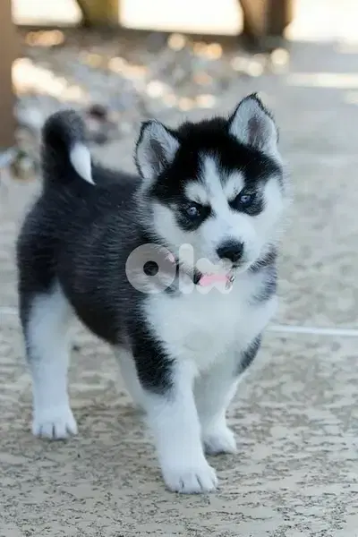 Black & White Husky high quality puppy! DELIVERY dog كلاب