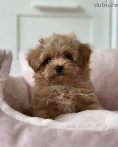 Beautiful Maltipoo Puppies/ High quality/ Available in Store &Delivery Beautiful Maltipoo Puppies/ High quality/ Available in Store &Delivery