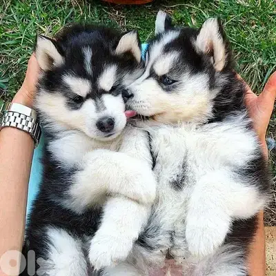 Adorable Husky Puppy with Unique Black & White Coat/Available dog كلاب