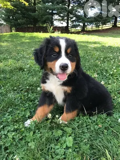 High quality Bernese Mountain Dog ORDER PROCESSED UPON REQUEST
