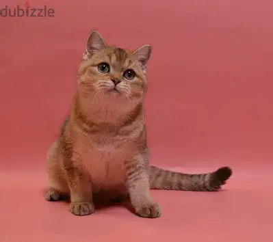 Luxurious British Shorthair Golden Chinchilla Kitten Available
