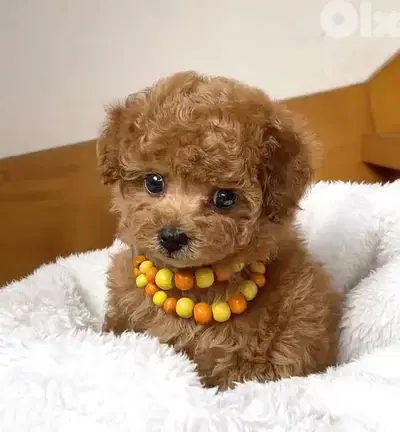 toy Poodle Puppy Small Size Available/ dog كلاب